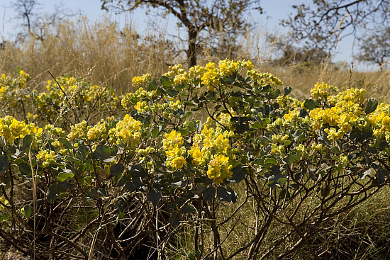 Australian Flora