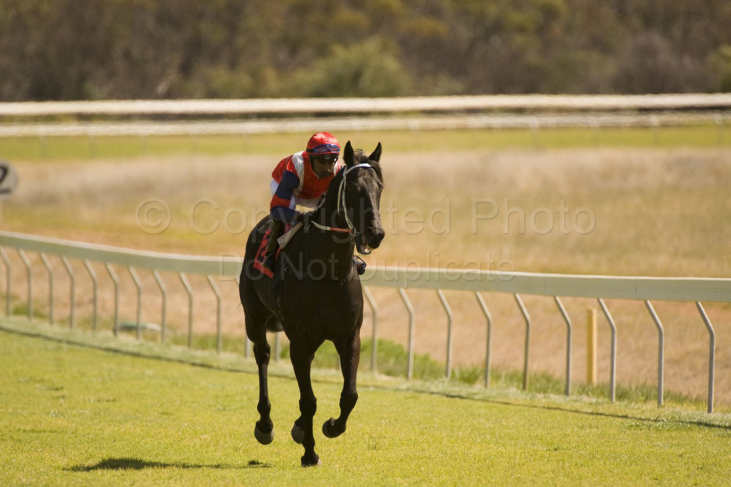 Western Australia, horse, horse racing, racing, york
