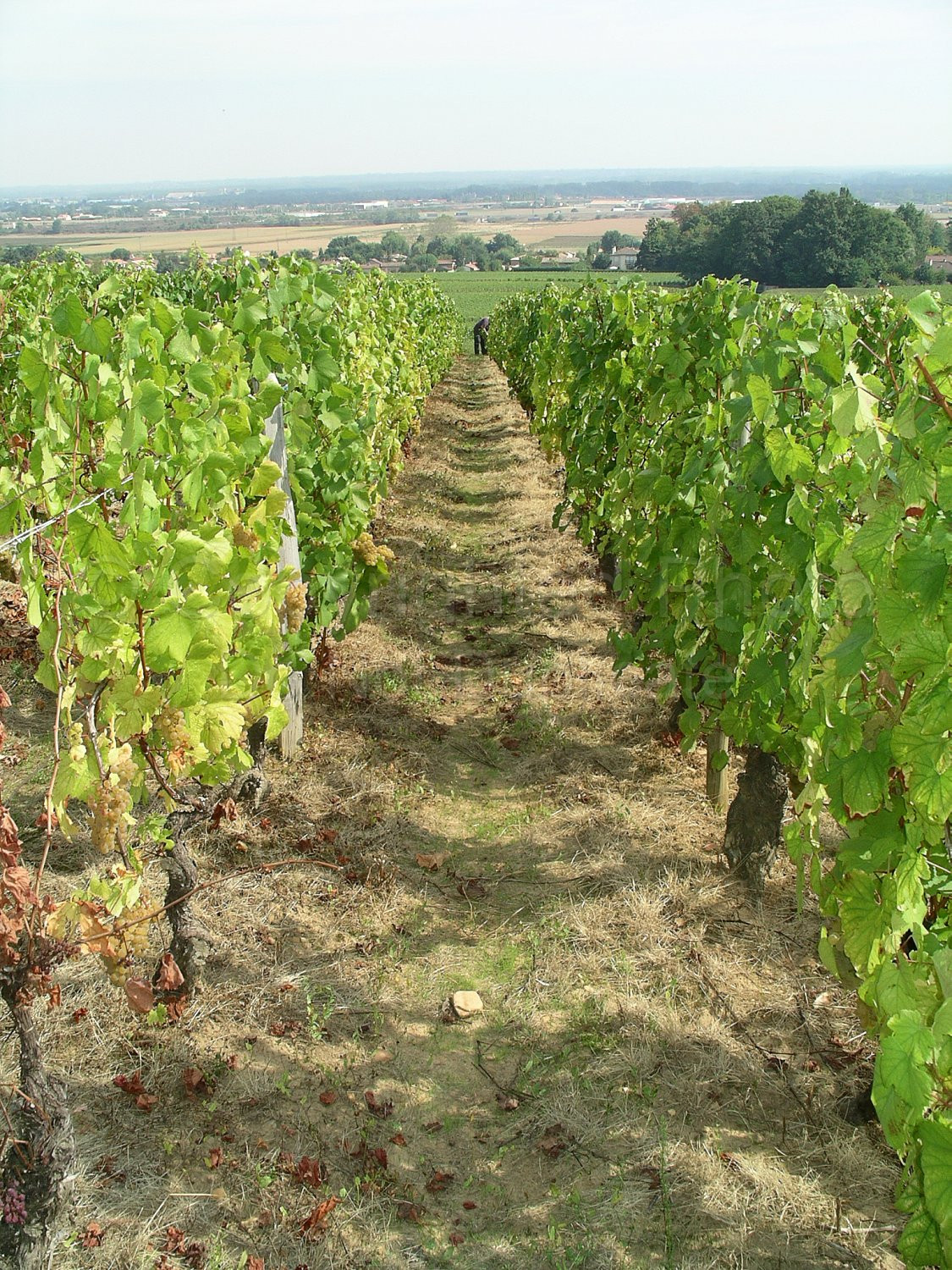 vineyard