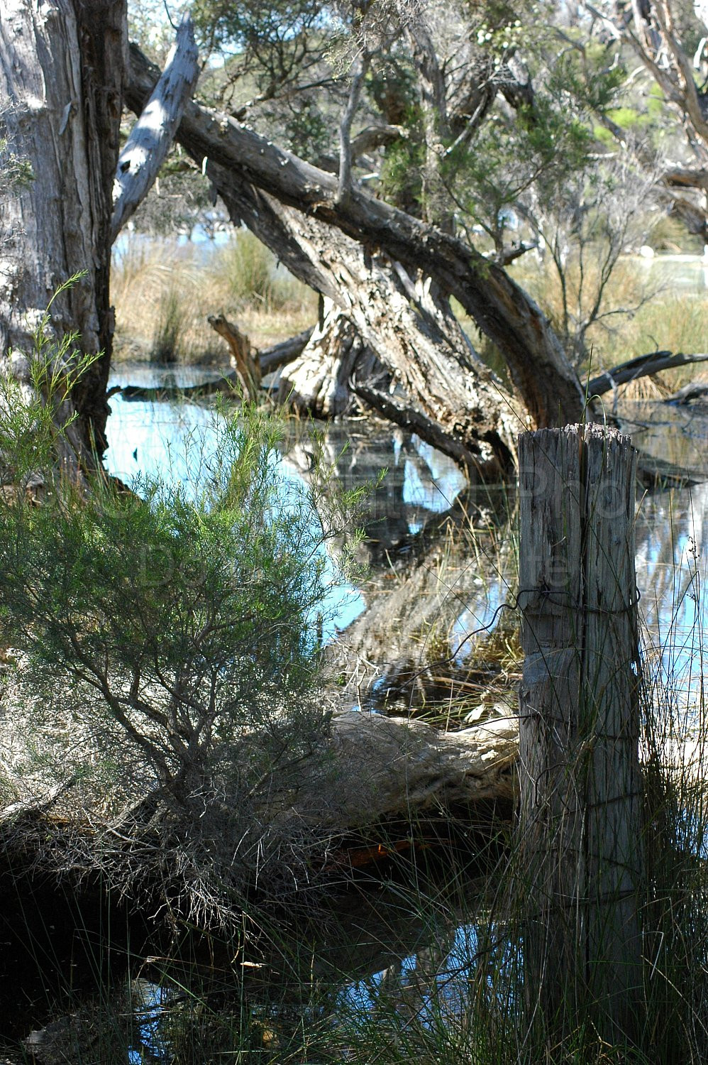 wetland