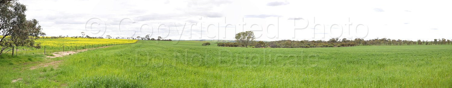 Farm crop landscape
