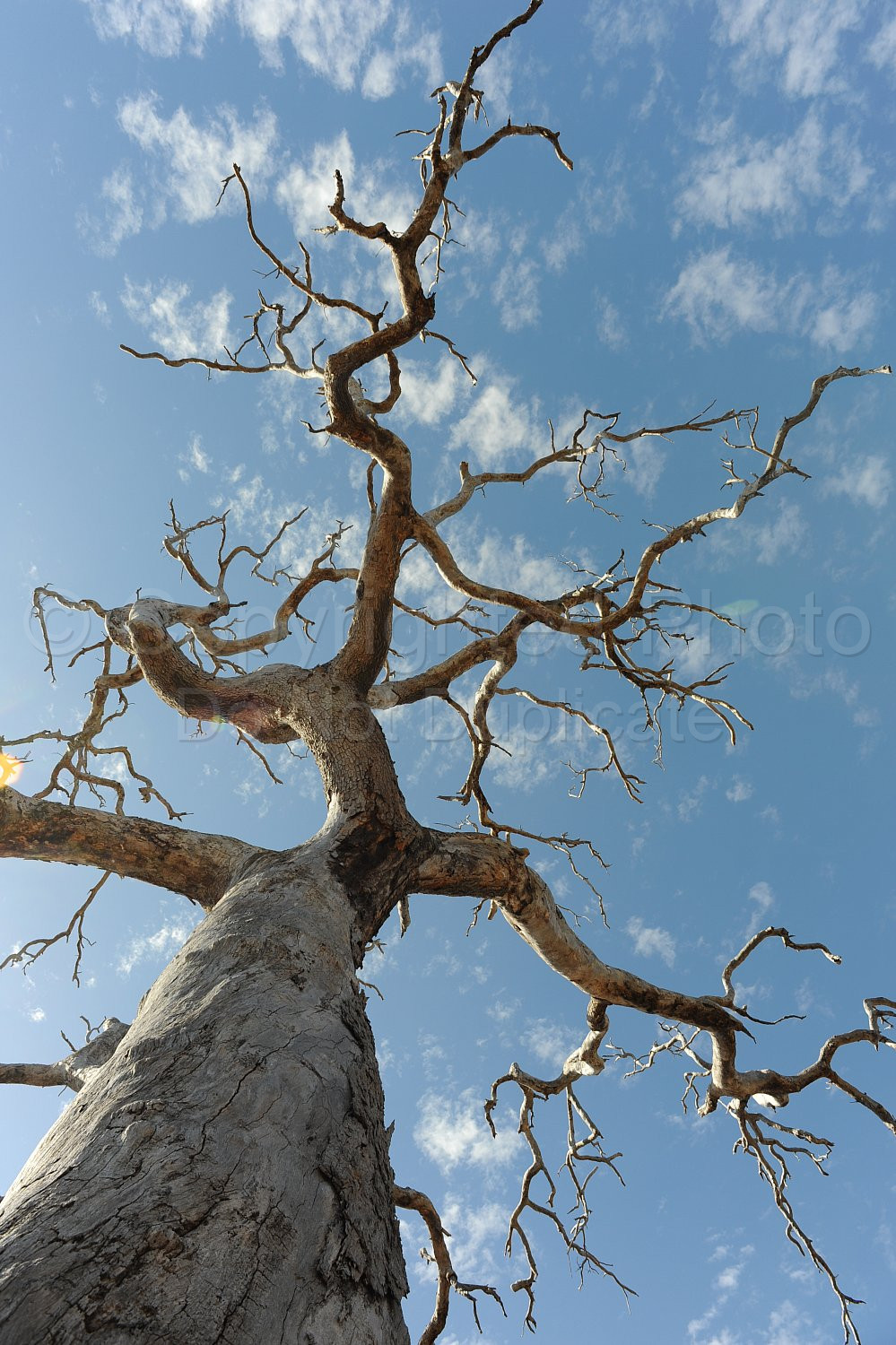 Dead Tree