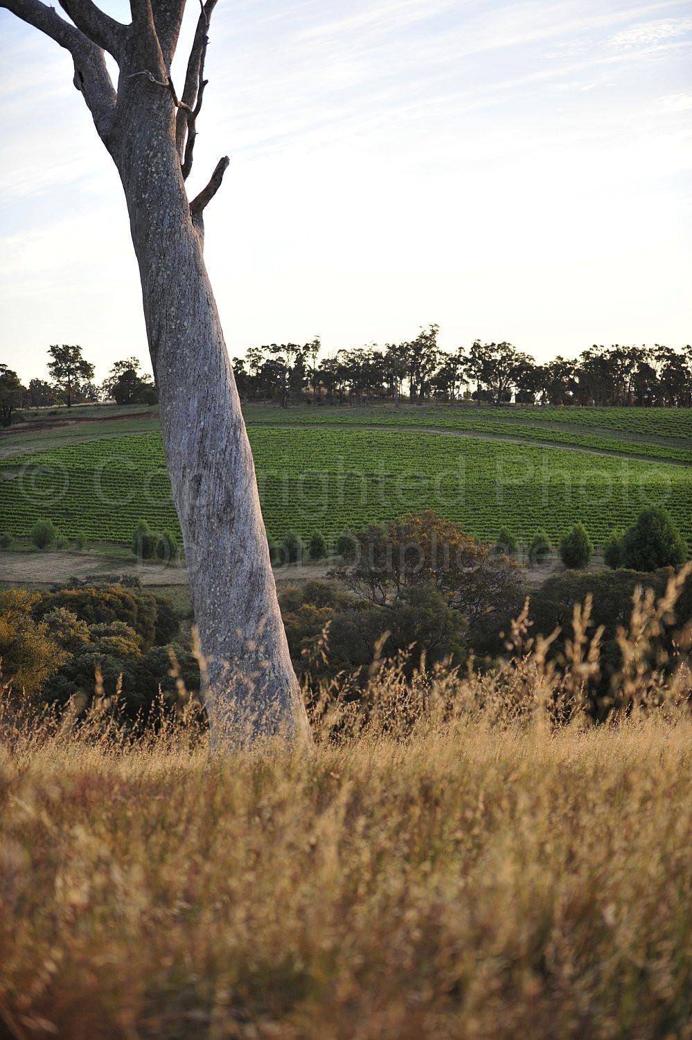 vineyard