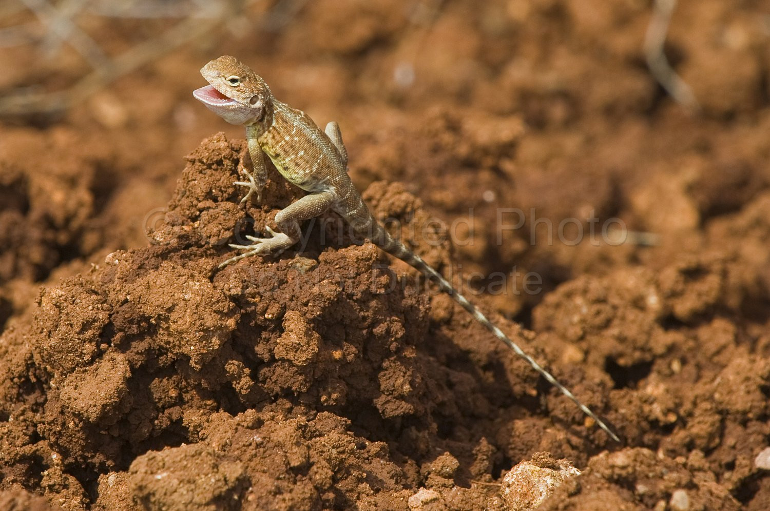 Pilbara Lizard