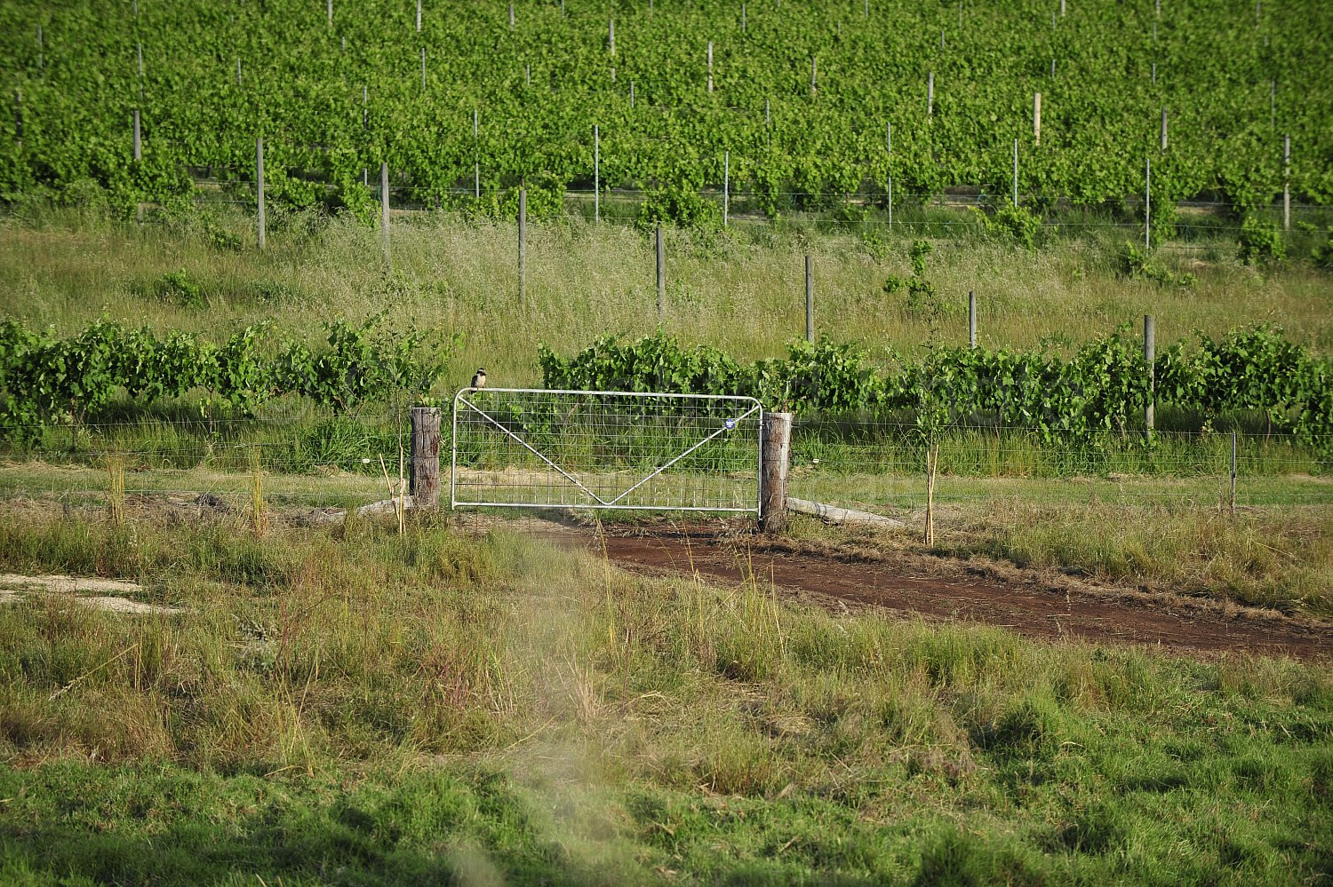 vineyard