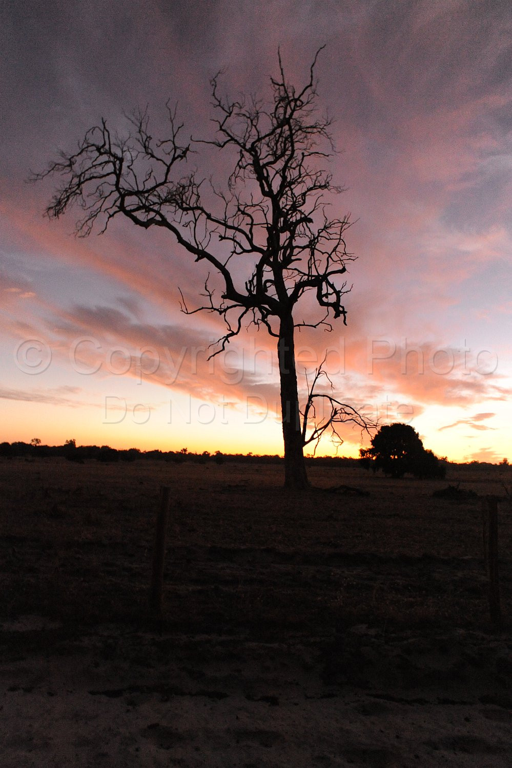 Dead Tree