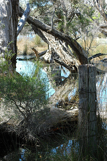 wetland