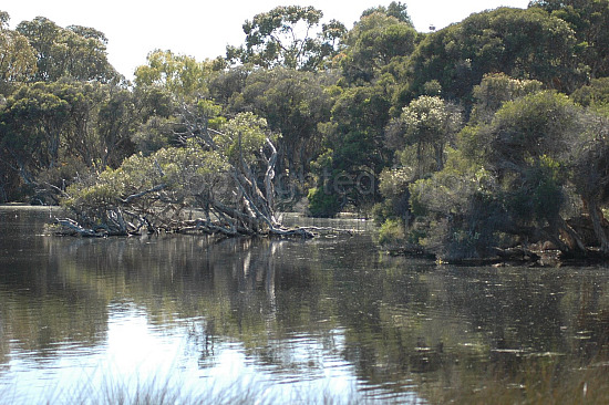 wetland