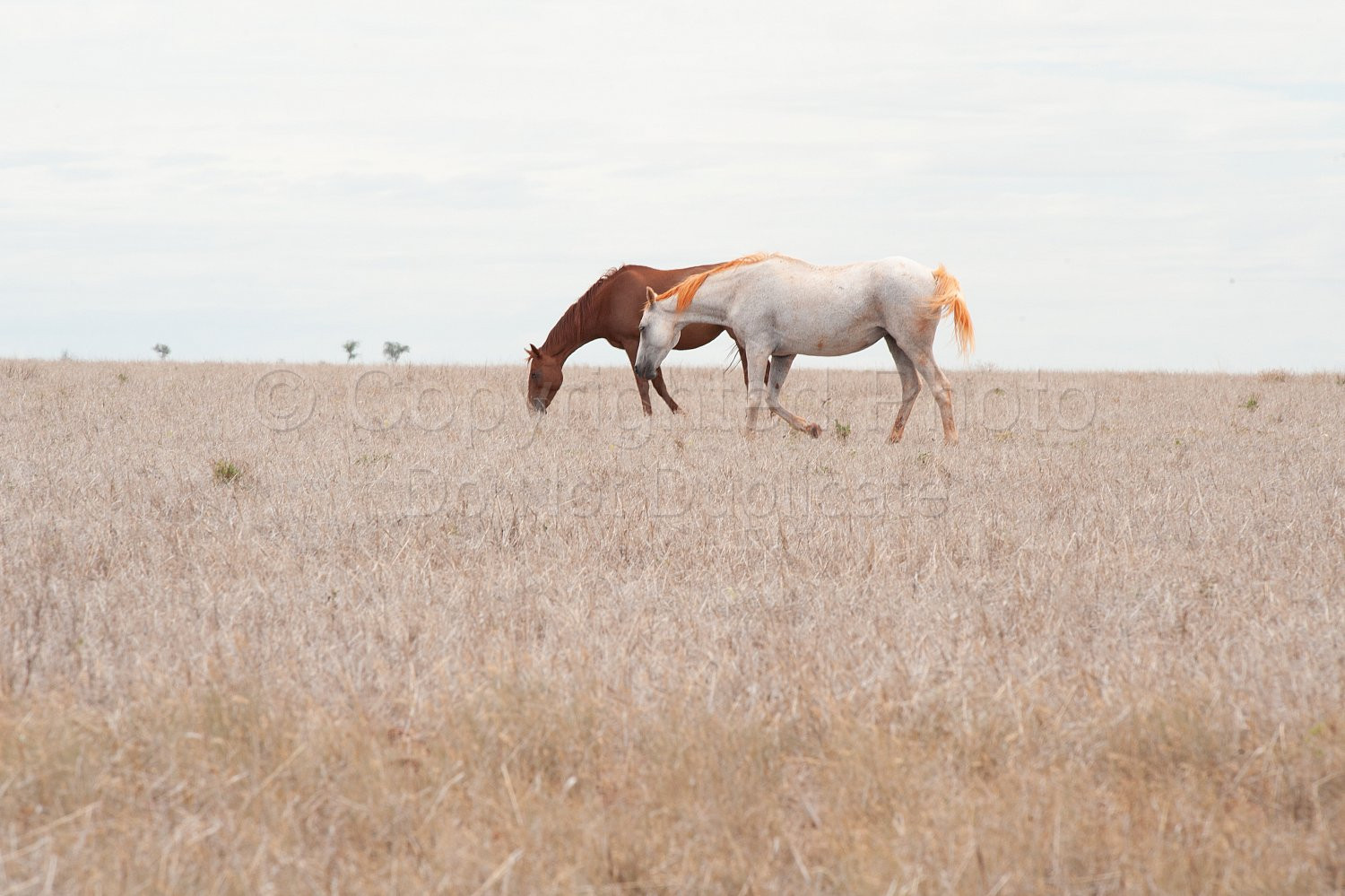 Pilbara wild horses