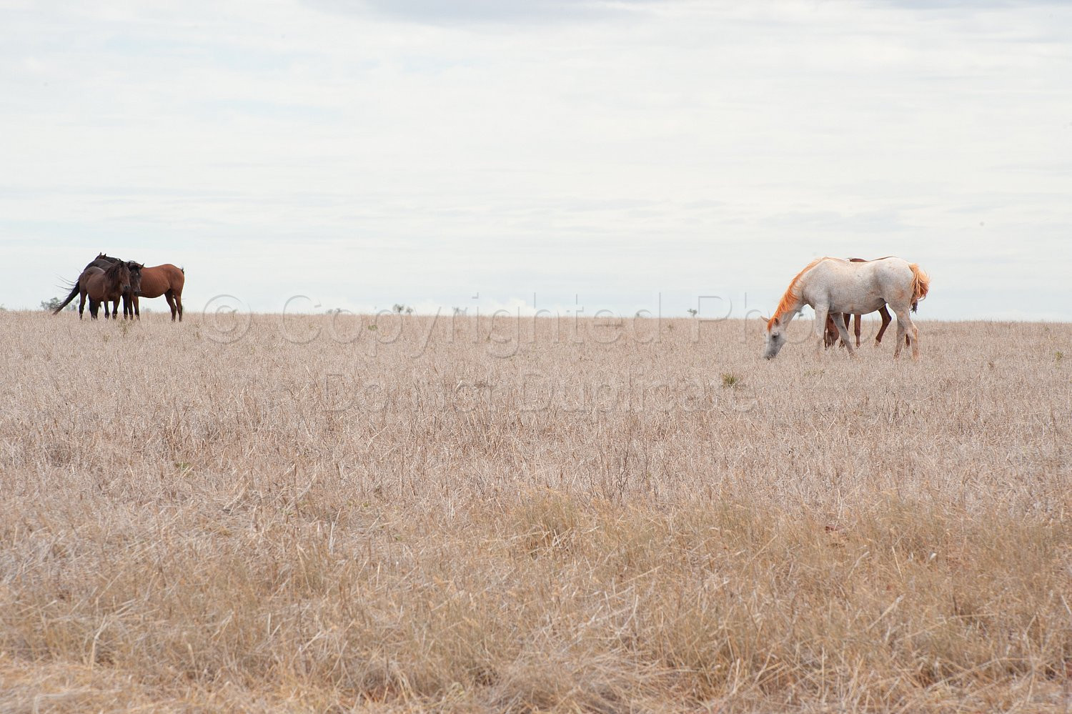 Pilbara wild horses