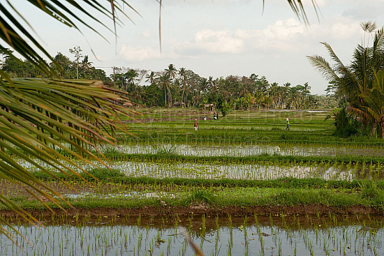 Bali