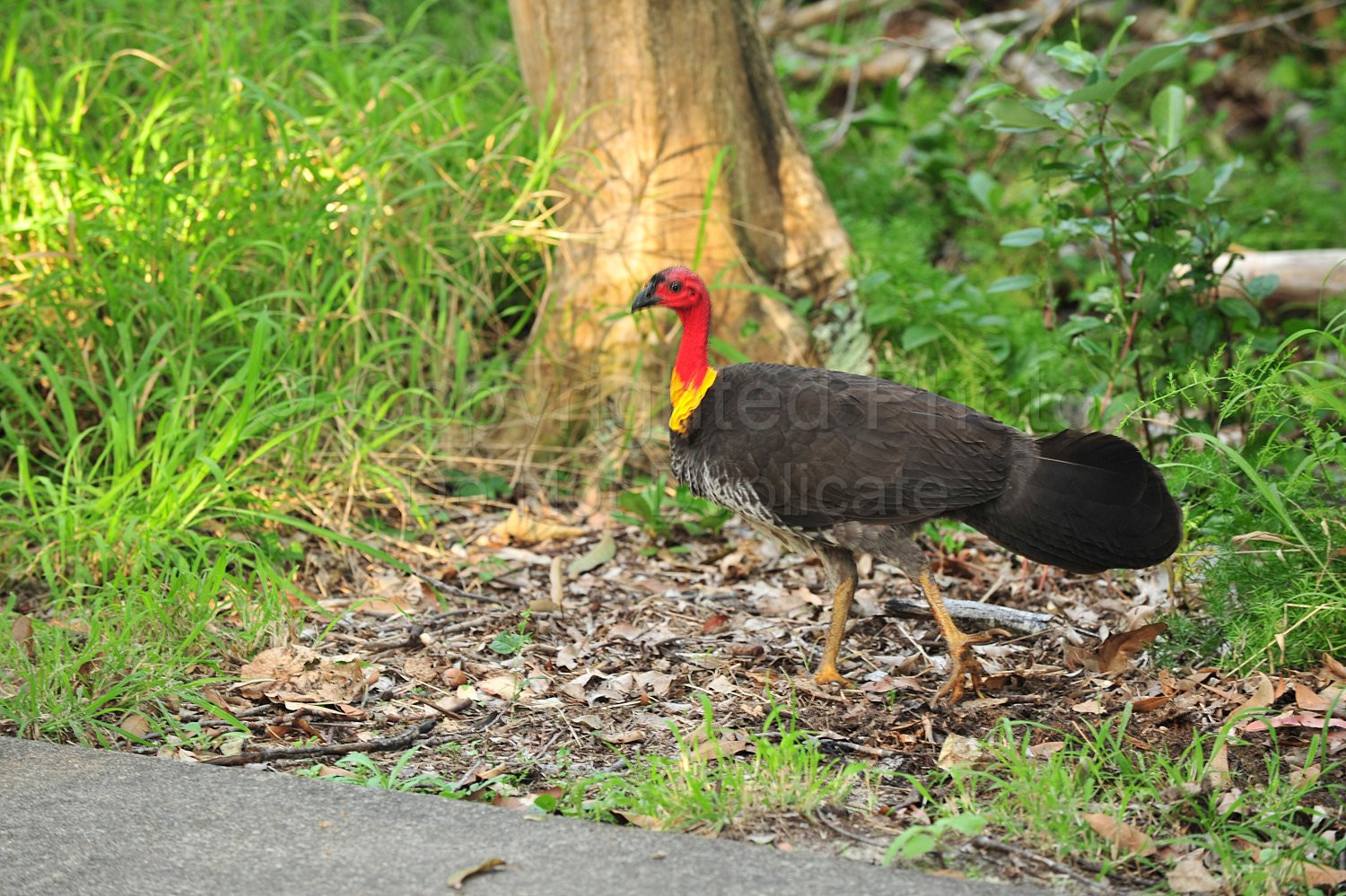 Noosa bush turkey