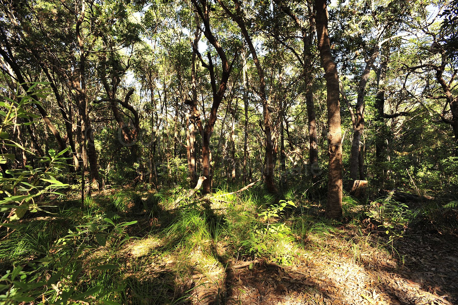 Noosa Rainforest
