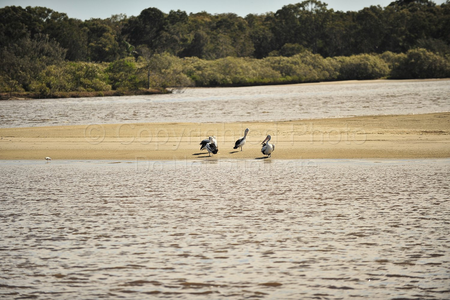 Noosa river