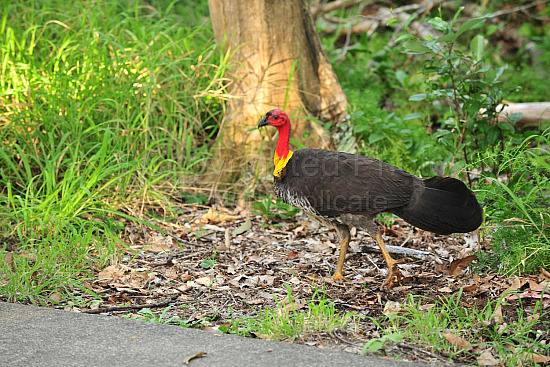 Noosa bush turkey