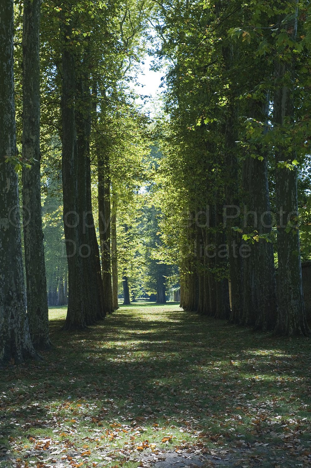Palace of Versailles