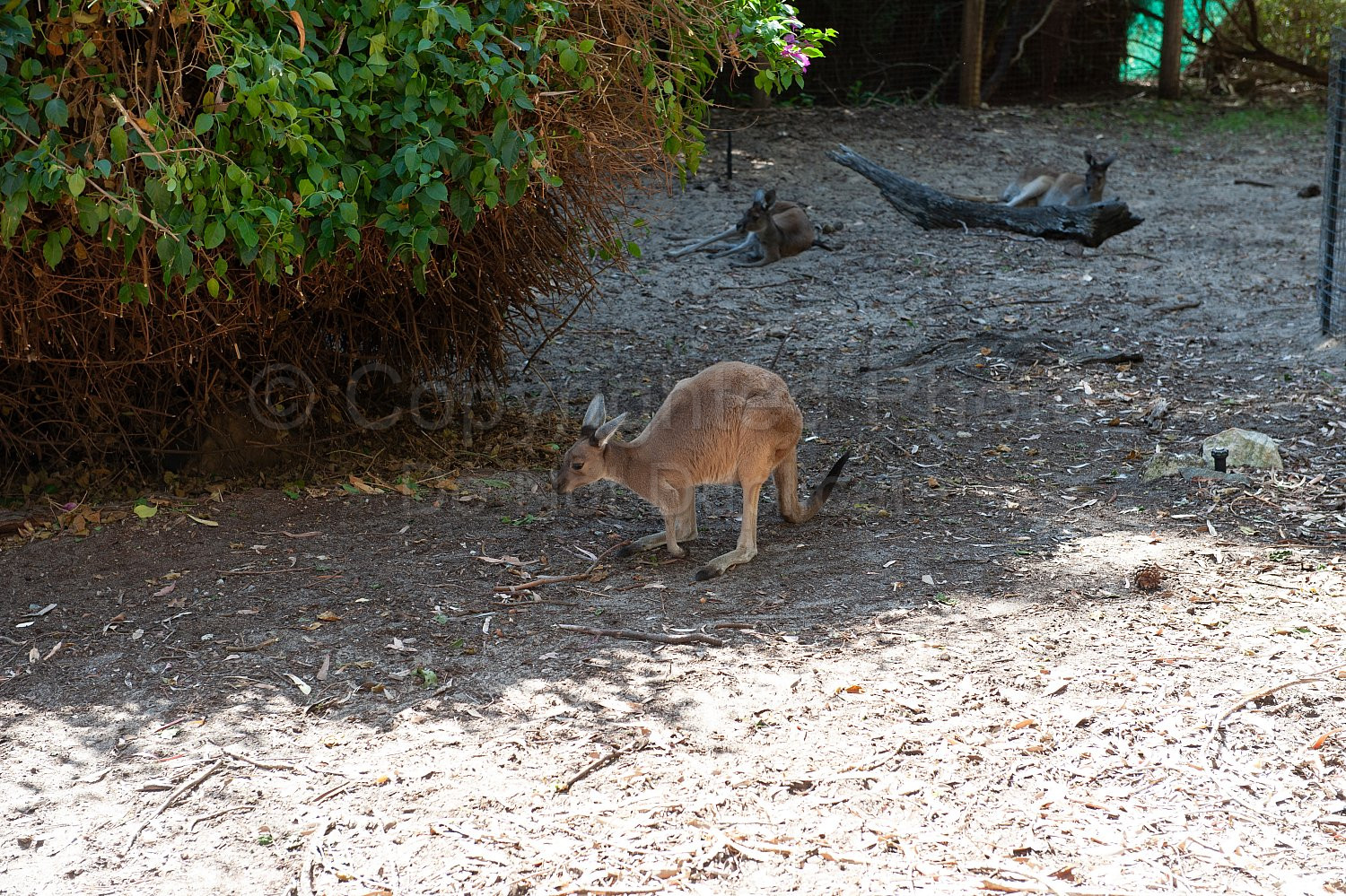 Perth Zoo