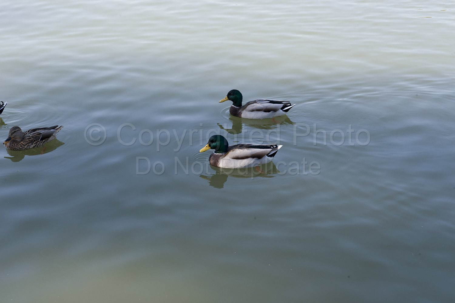 Palace of Versailles