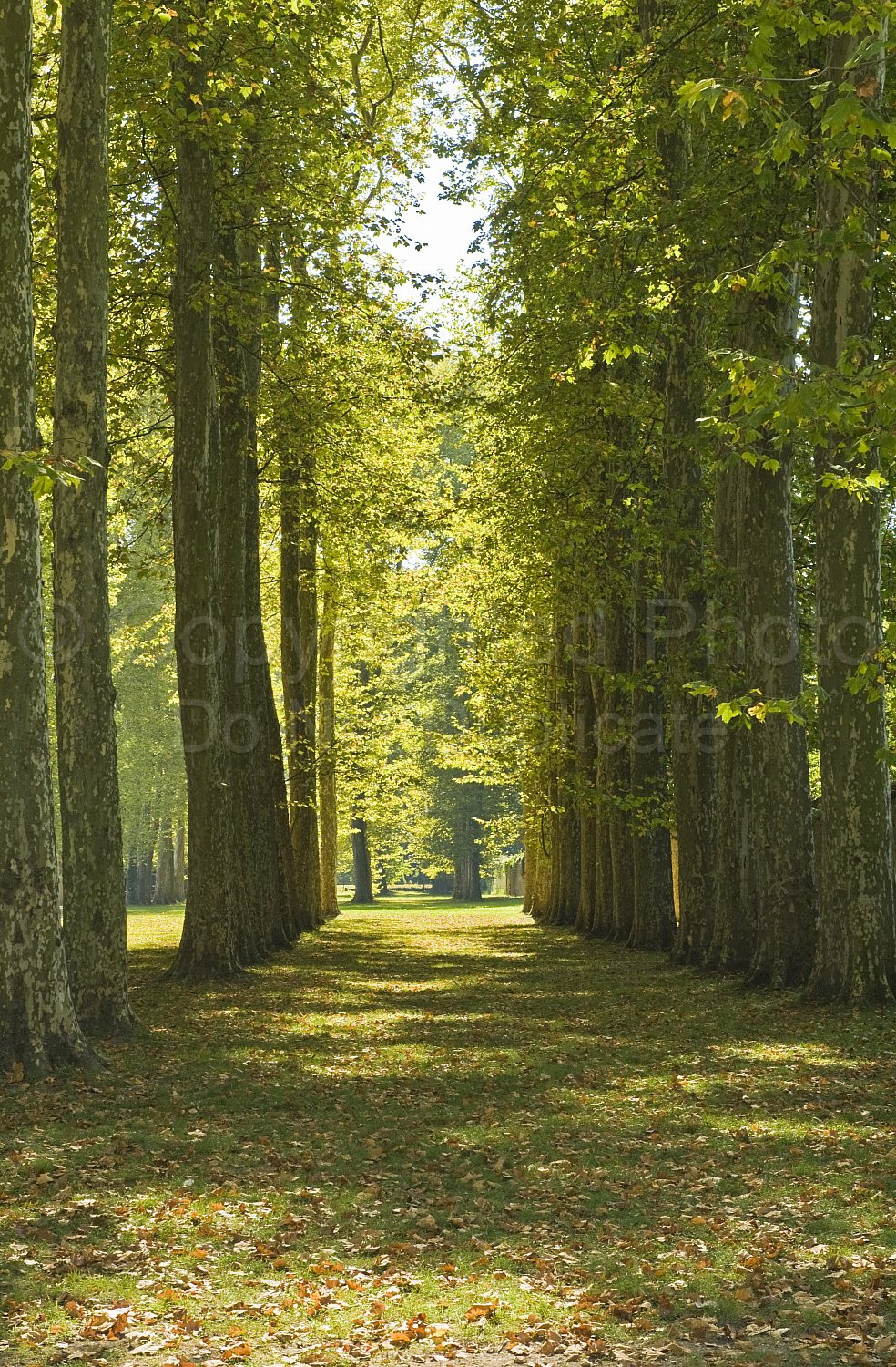Palace of Versailles