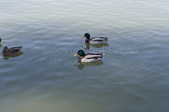 Palace of Versailles