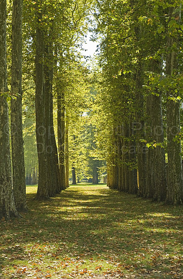 Palace of Versailles