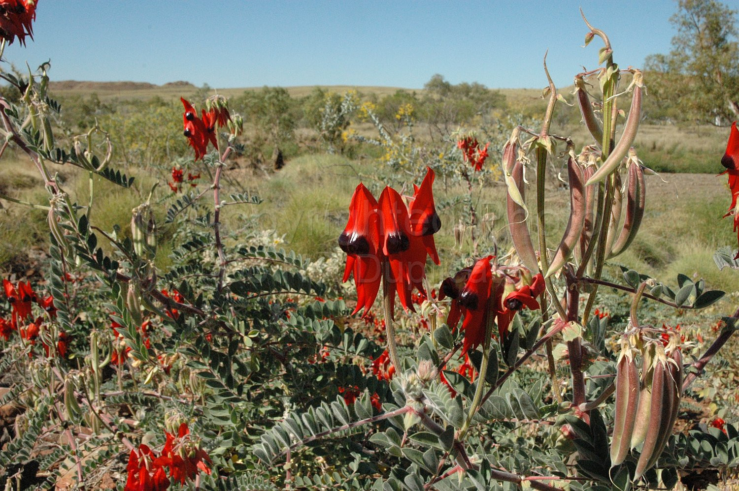 Sturt pea