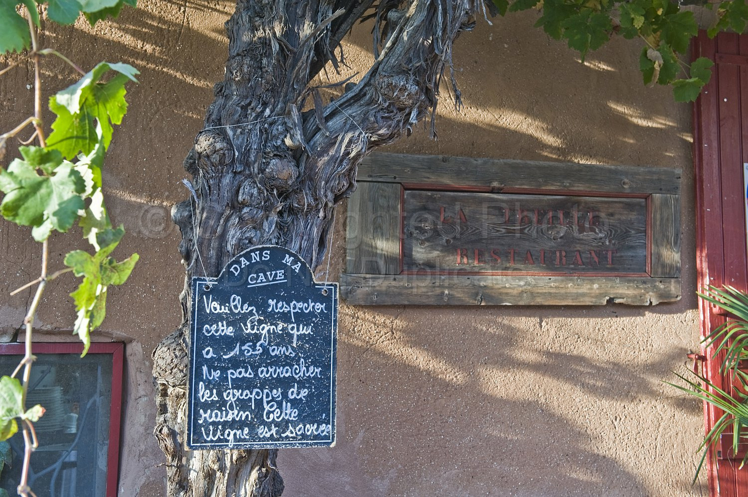 Provence Scene