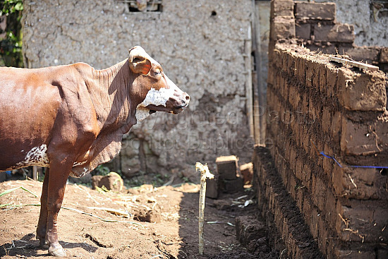 Rwanda images