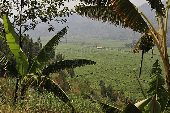 Rwanda images