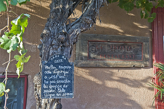 Provence Scene