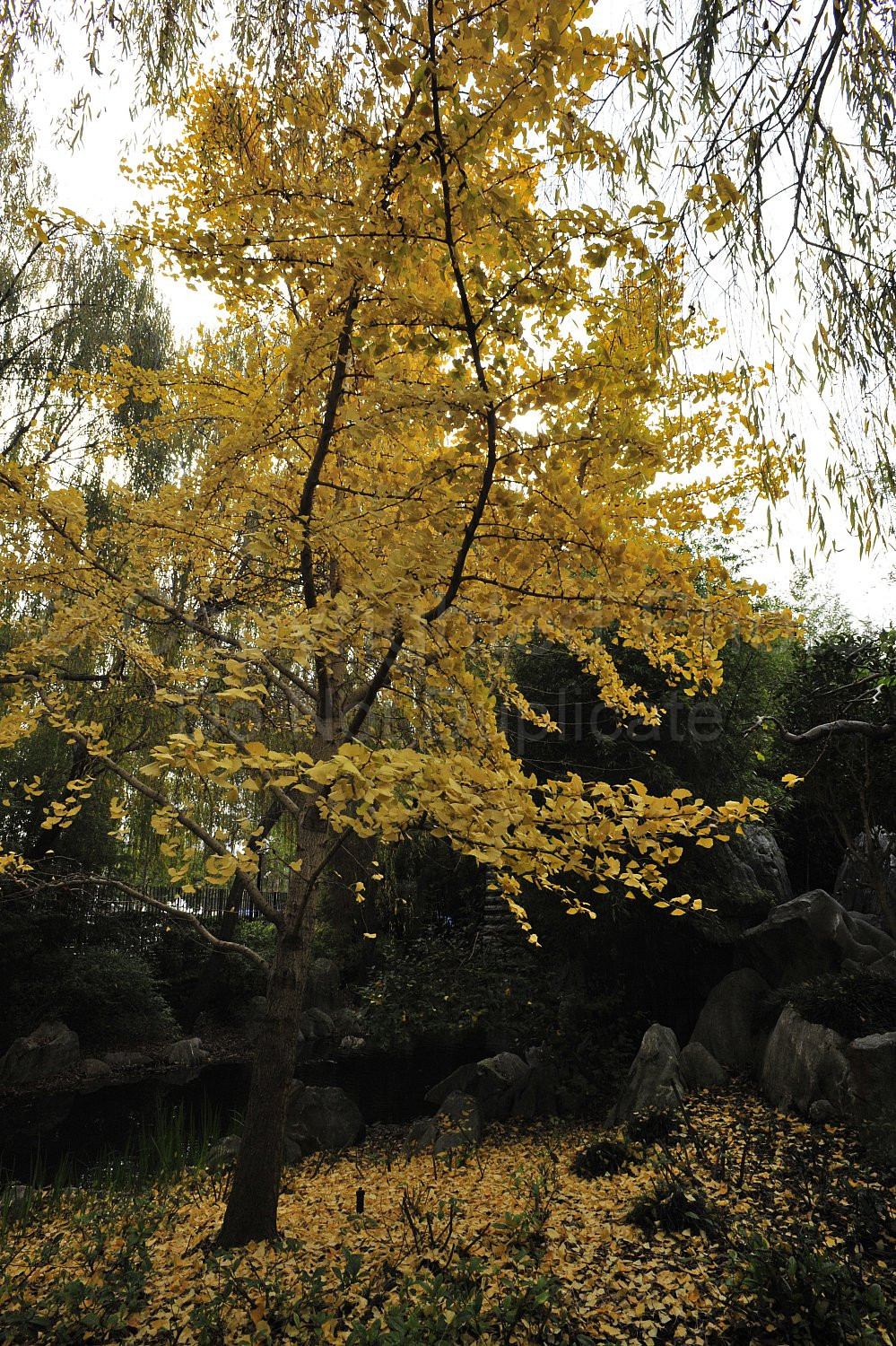 Japanese Garden Sydney