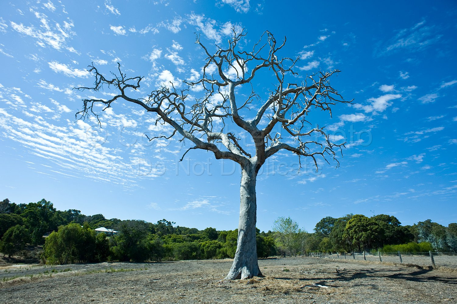 Dead tree