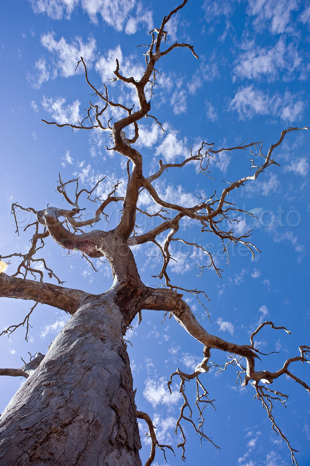 Dead tree