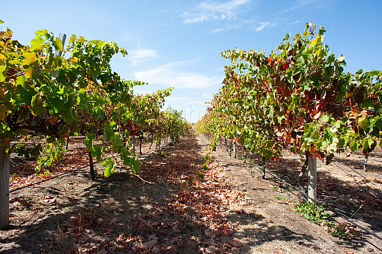 Grape vine