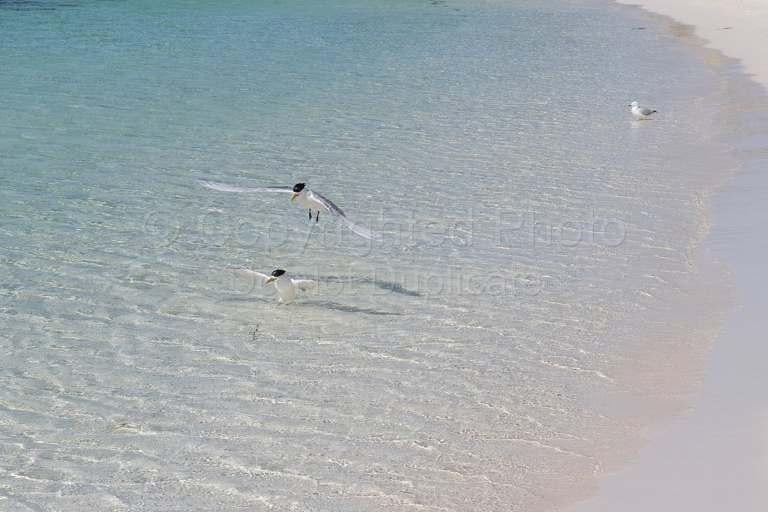 Rottnest Island
