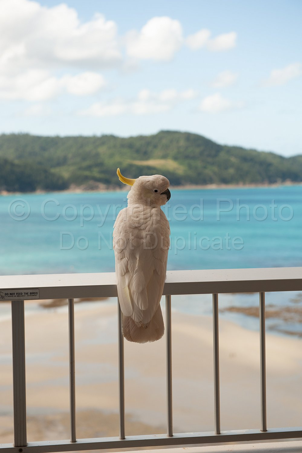 Hamilton Island