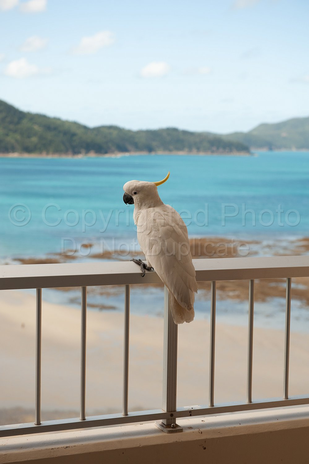 Hamilton Island