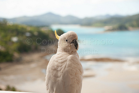 Hamilton Island