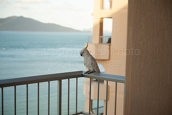Hamilton Island