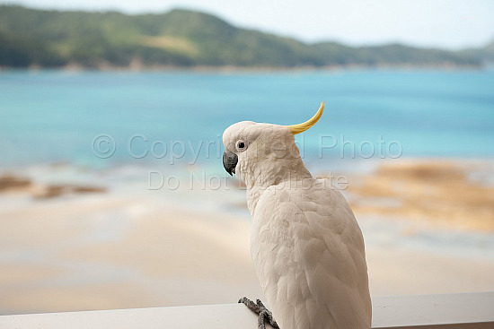 Hamilton Island