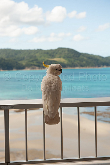 Hamilton Island