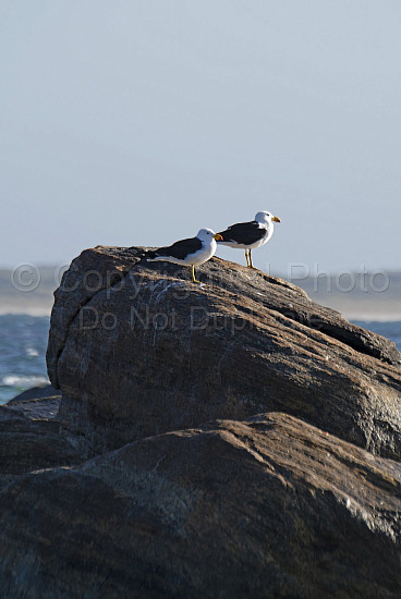 Pacific Gulls Flinders Bay, Augusta, Western Australia