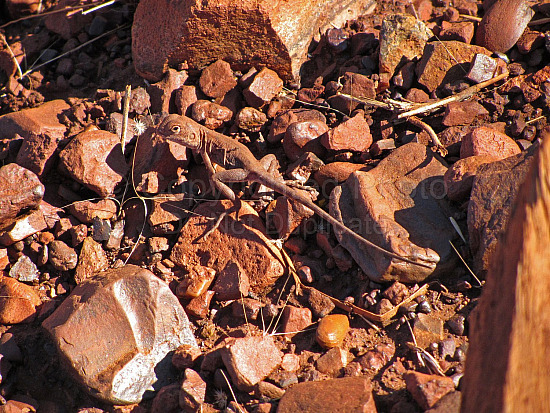 Pilbara Lizard