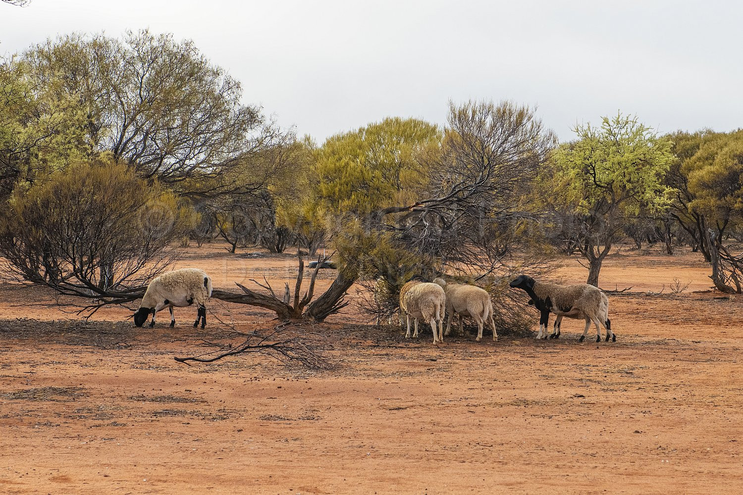 Melangata Station Sheep