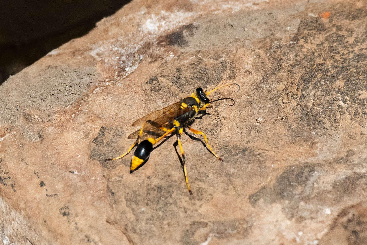 Pilbara Dragonfly