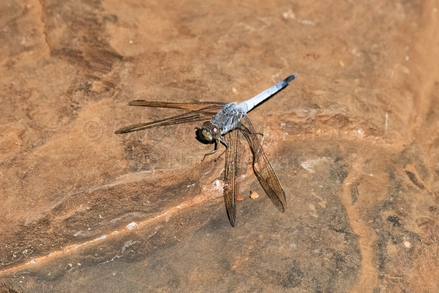 Pilbara Dragonfly