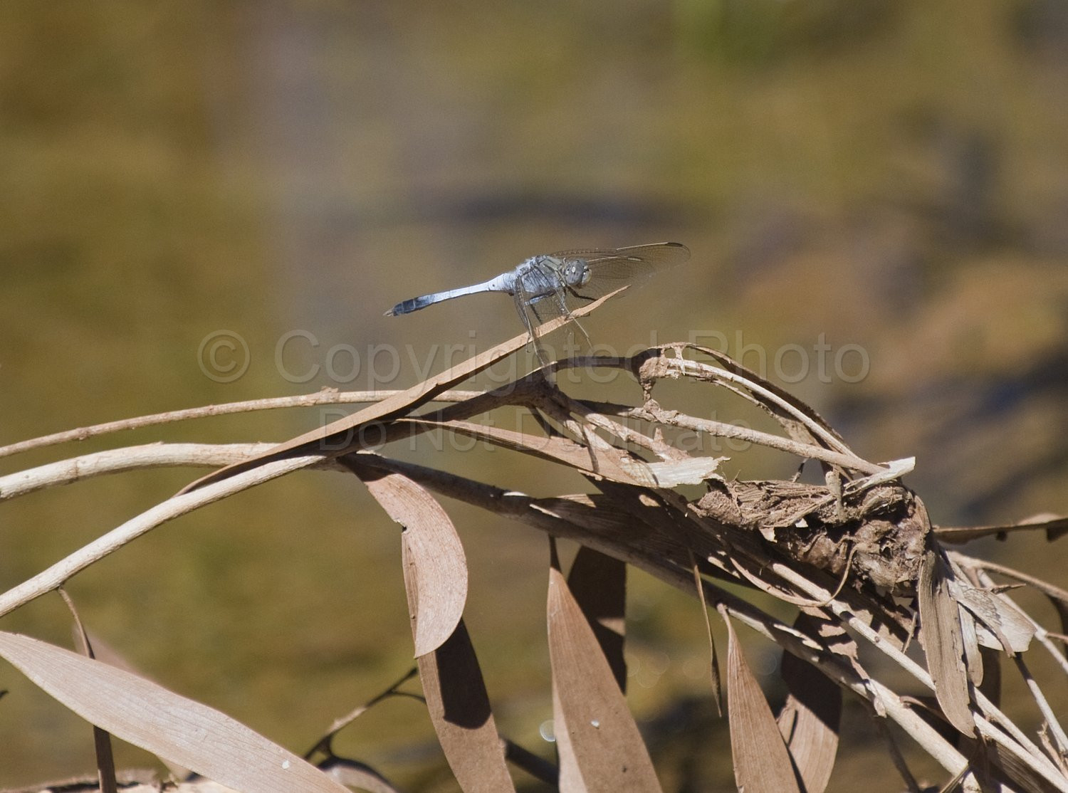 Pilbara Dragonfly