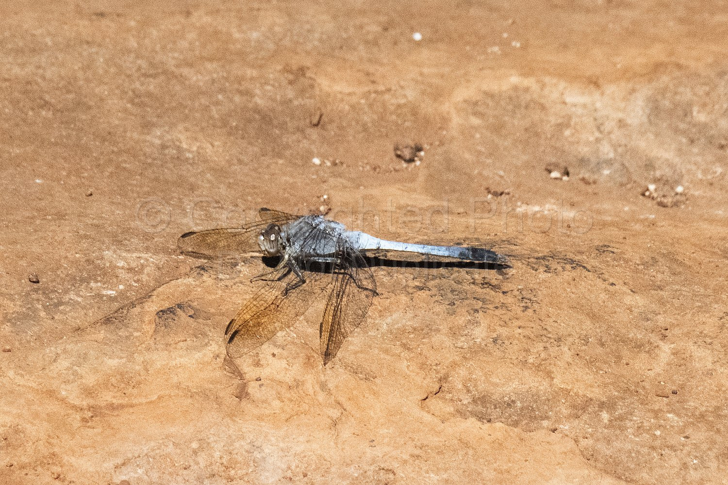 Pilbara Dragonfly