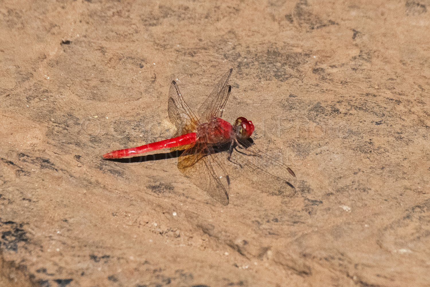 Pilbara Dragonfly