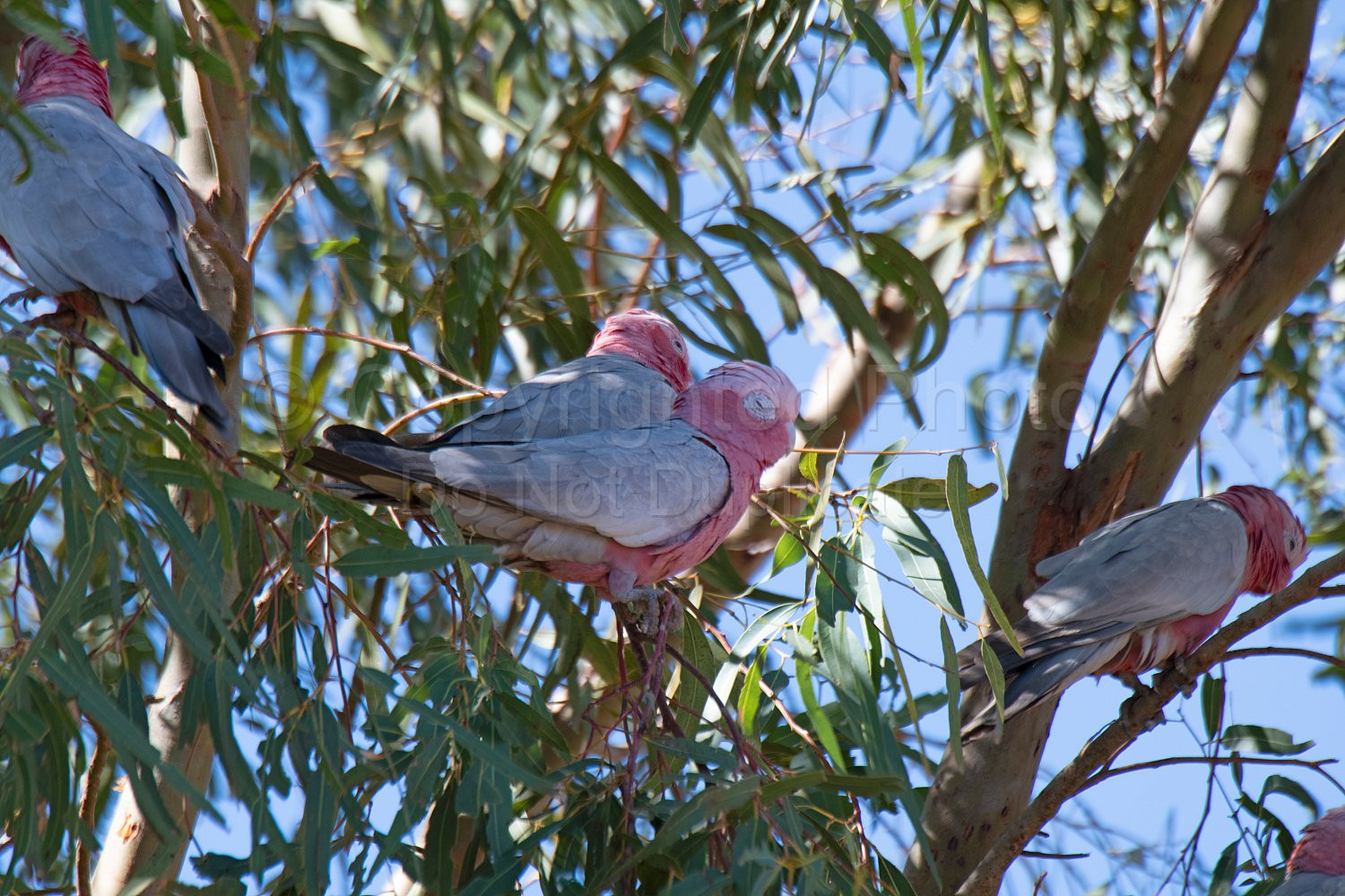 Pink and Grey Galahs on Pardoo Station